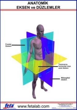Anatomik Eksen Ve Düzlemleri Gösteren Eğitim Plakası
