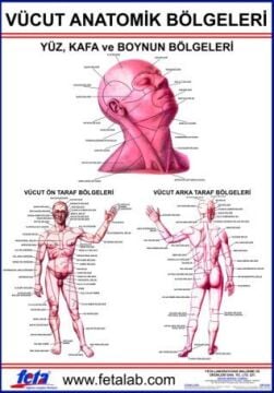 Vücudun Anatomik Bölümlerini Gösteren Eğitim Plakası