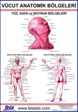 Vücudun Anatomik Bölümlerini Gösteren Eğitim Plakası
