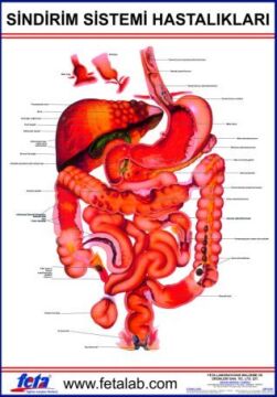 Sindirim Sistemi Hastalıkları Eğitim Plakası