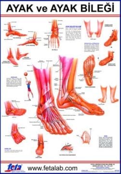 Ayak Ve Ayak Eklemi Eğitim Plakası