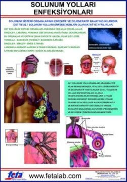 Solunum Yolları Enfeksiyonları Eğitim Plakası