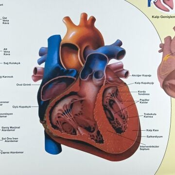 KALP VE DAMAR HASTALIKLARI LEVHASI