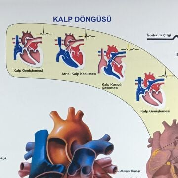 KALP VE DAMAR HASTALIKLARI LEVHASI