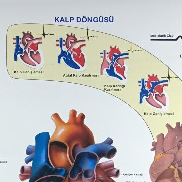 KALP VE DAMAR HASTALIKLARI LEVHASI