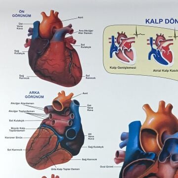 KALP VE DAMAR HASTALIKLARI LEVHASI