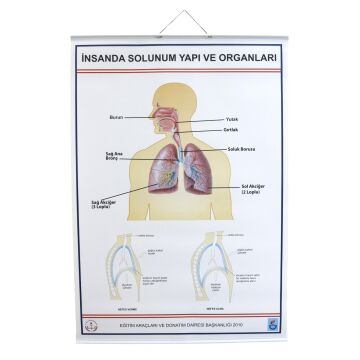 İNSANDA SOLUNUM VE YAPI ORGANLARI