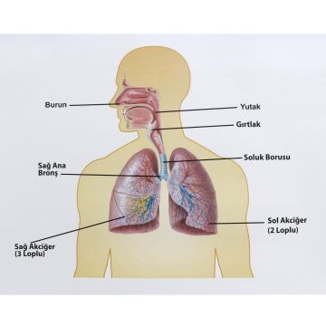 İNSANDA SOLUNUM VE YAPI ORGANLARI