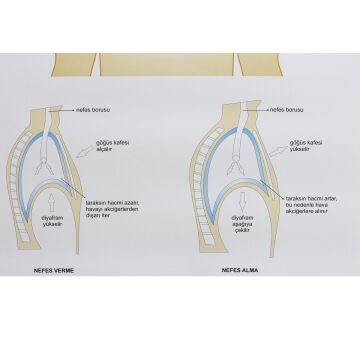 İNSANDA SOLUNUM VE YAPI ORGANLARI
