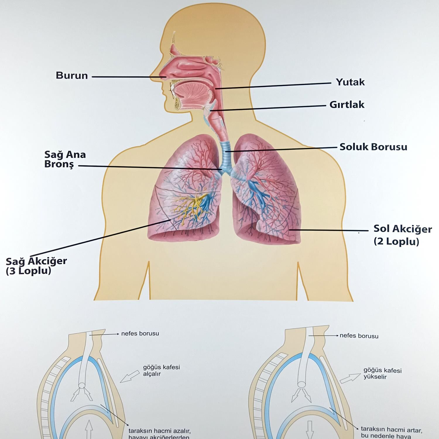 İNSANDA SOLUNUM VE YAPI ORGANLARI