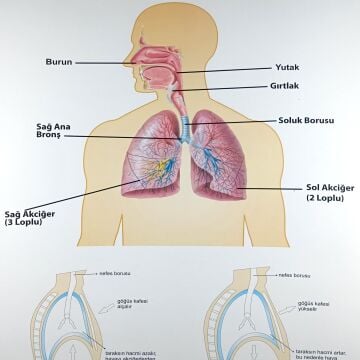 İNSANDA SOLUNUM VE YAPI ORGANLARI