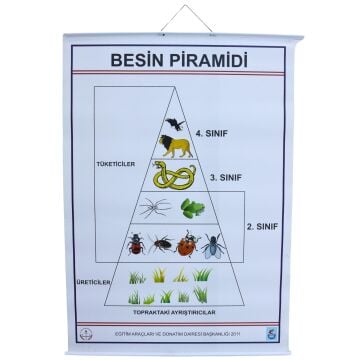BESİN PRAMİDİ