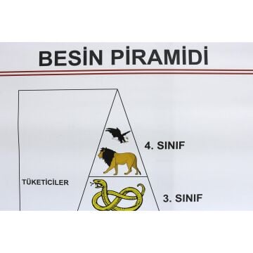 BESİN PRAMİDİ