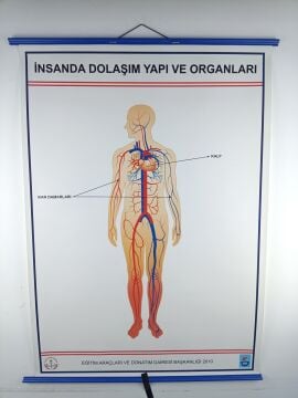 İNSANDA DOLAŞIM VE YAPI ORGANLARI