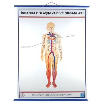 İNSANDA DOLAŞIM VE YAPI ORGANLARI