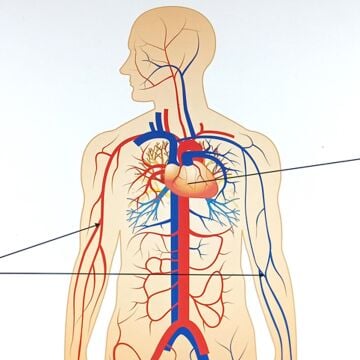 İNSANDA DOLAŞIM VE YAPI ORGANLARI