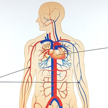 İNSANDA DOLAŞIM VE YAPI ORGANLARI