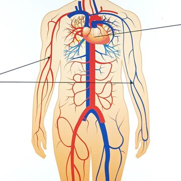 İNSANDA DOLAŞIM VE YAPI ORGANLARI