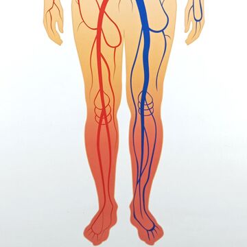 İNSANDA DOLAŞIM VE YAPI ORGANLARI