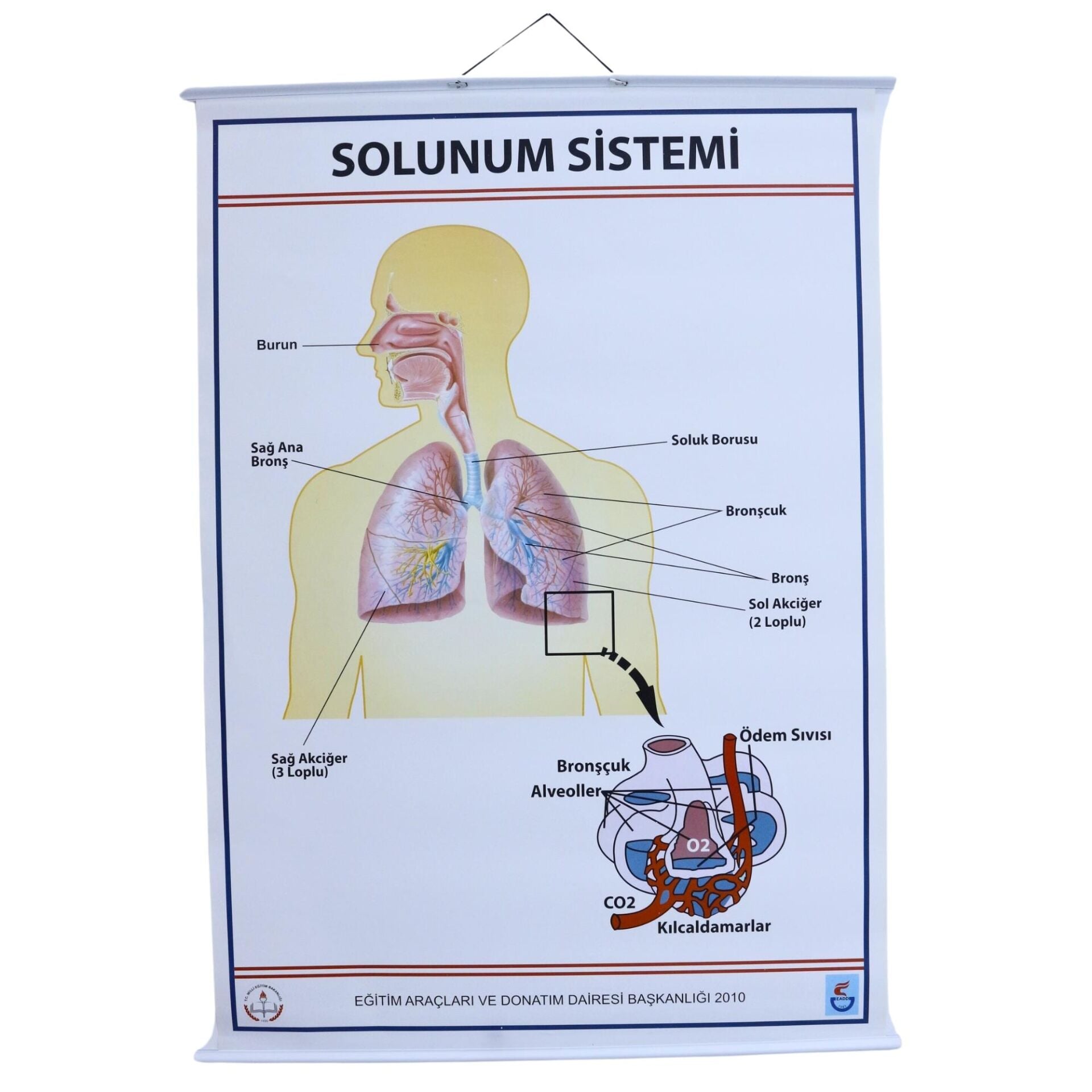 SOLUNUM SİSTEMİ (KAPLI, 70X100)