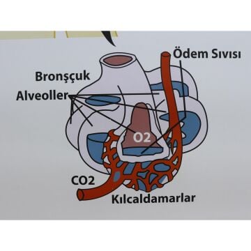 SOLUNUM SİSTEMİ (KAPLI, 70X100)