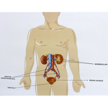 İNSANDA BOŞALTIM YAPI VE ORGANLARI