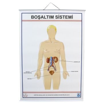 İNSANDA BOŞALTIM YAPI VE ORGANLARI