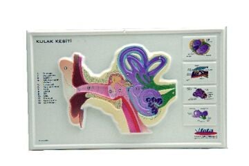 KULAK KESİTİ KABARTMA