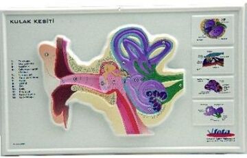 KULAK KESİTİ KABARTMA