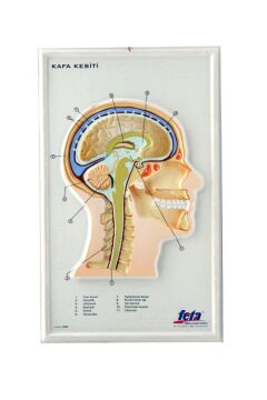 KAFA KESİTİ KABARTMA