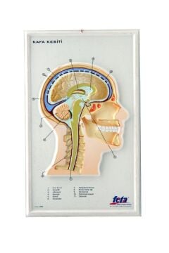 KAFA KESİTİ KABARTMA