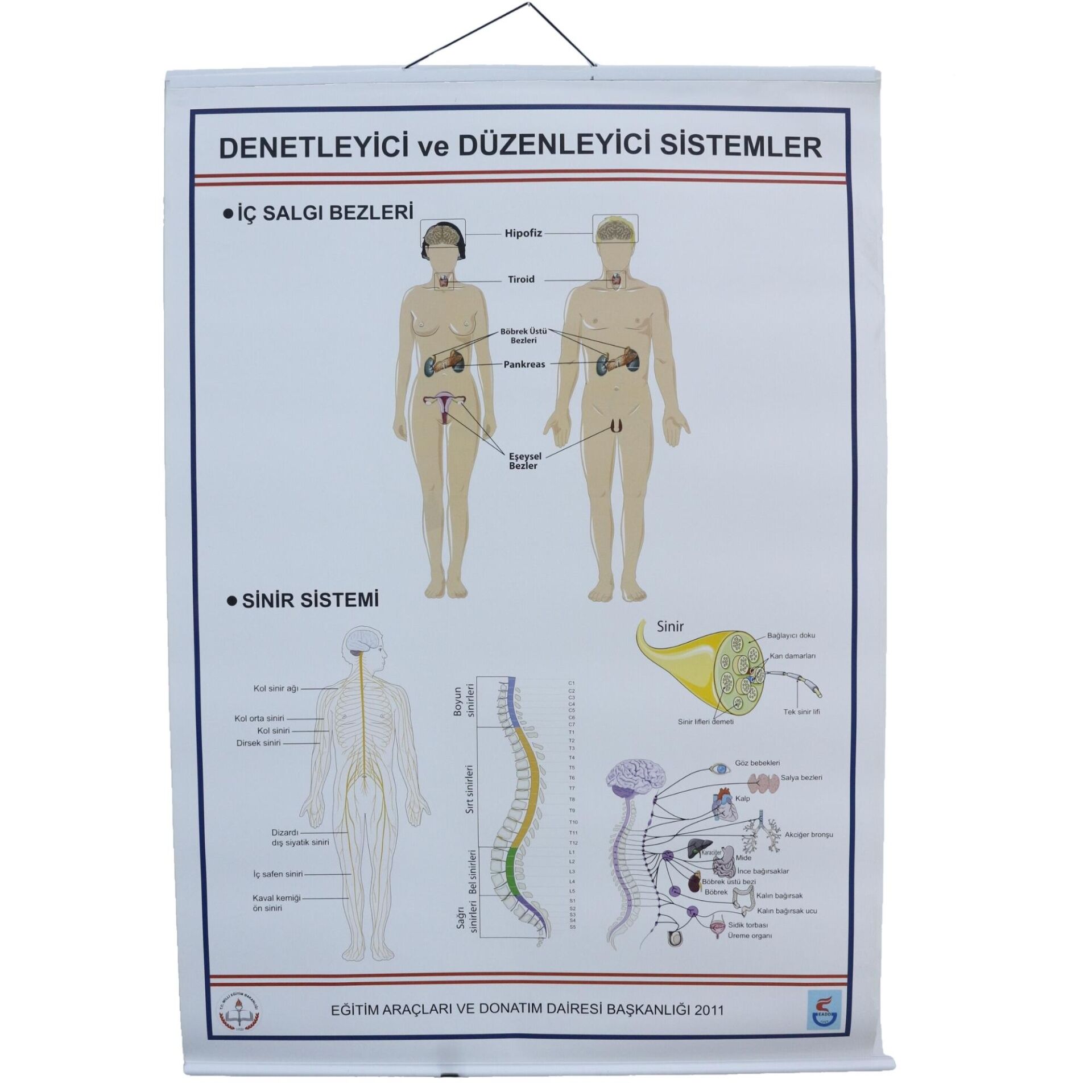 DENETLEYİCİ VE DÜZENLEYİCİ SİSTEMLER