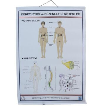 DENETLEYİCİ VE DÜZENLEYİCİ SİSTEMLER