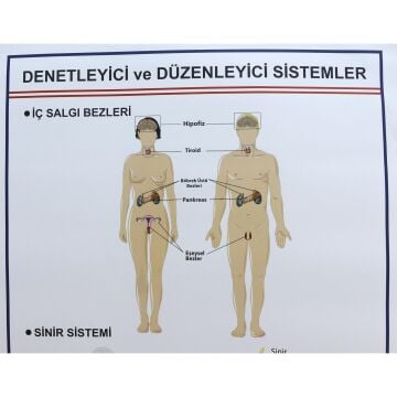 DENETLEYİCİ VE DÜZENLEYİCİ SİSTEMLER