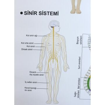 DENETLEYİCİ VE DÜZENLEYİCİ SİSTEMLER