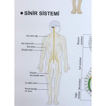 DENETLEYİCİ VE DÜZENLEYİCİ SİSTEMLER