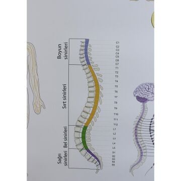 DENETLEYİCİ VE DÜZENLEYİCİ SİSTEMLER