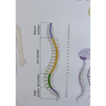 DENETLEYİCİ VE DÜZENLEYİCİ SİSTEMLER