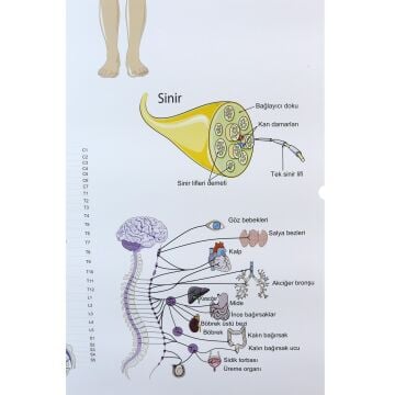 DENETLEYİCİ VE DÜZENLEYİCİ SİSTEMLER