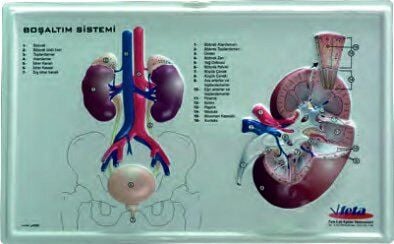 BOŞALTIM SİSTEMİ (KABARTMA)