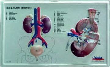 BOŞALTIM SİSTEMİ (KABARTMA)