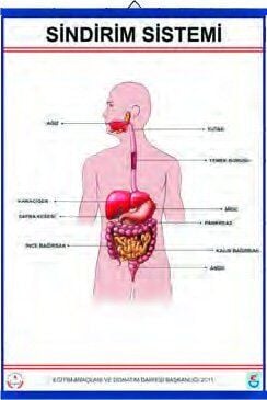 SİNDİRİM TABLOSU (KAPLAMALI)