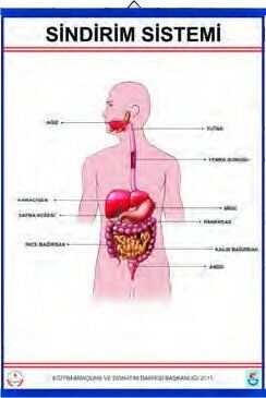 SİNDİRİM TABLOSU (KAPLAMALI)