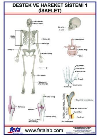 DESTEK VE HAREKET SİSTEMİ İSKELET 1