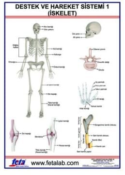 DESTEK VE HAREKET SİSTEMİ İSKELET 1
