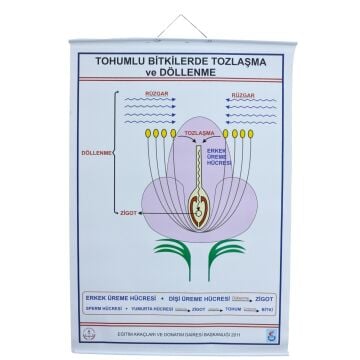 TOHUMLU BİTKİLERDE TOZLAŞMA VE DÖLLENME LEV. (70X100 CM)