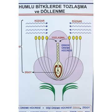 TOHUMLU BİTKİLERDE TOZLAŞMA VE DÖLLENME LEV. (70X100 CM)