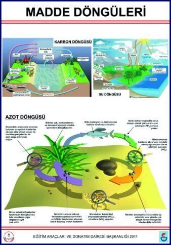 MADDE DÖNGÜLERİ LEV.(KARBON, AZOT VE SU DÖNGÜLERİ-70X100 CM)
