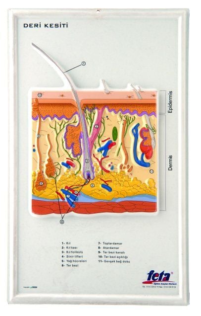 KABARTMA DERİ LEVHASI