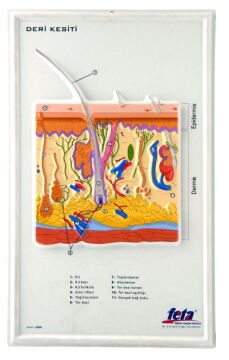 KABARTMA DERİ LEVHASI